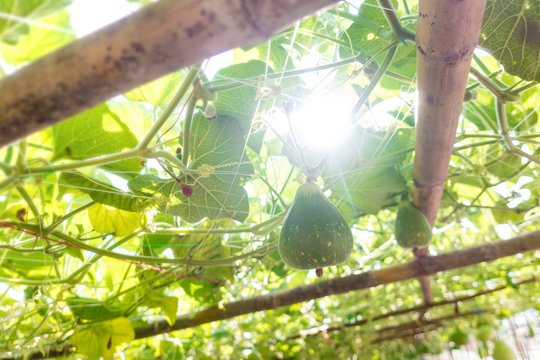 young bottle gourd (Lagenaria siceraria Standl.) Hanging on a wooden structure in farm