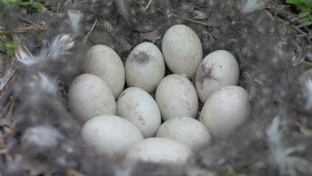Nest with eggs of duck in the wild.