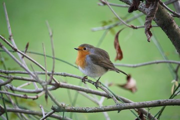 Rouge gorge