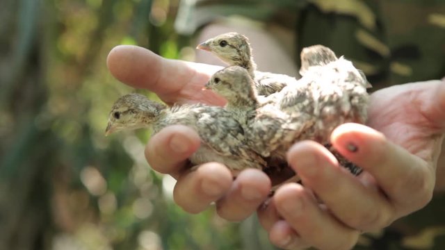 bird partridge newly hatched Chicks in the hands of man