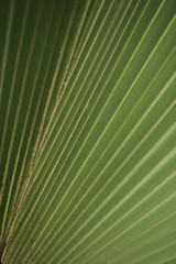 palm tree detail - structure with lines