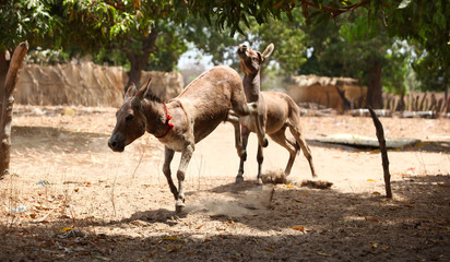 African village - fighting donkeys
