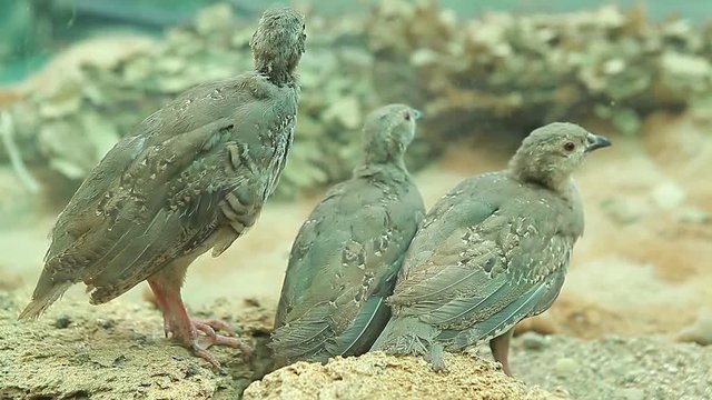 Chicks mountain quail chukar wild nature