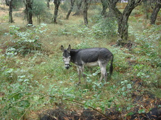 DONKEY IN OLIVE TREES
