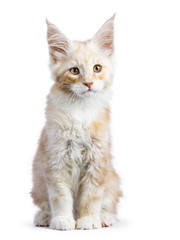 Obraz premium Red silver Maine Coon cat kitten sitting isolated on white background looking up a bit down