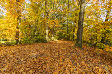 Enjoy the Autumn Mood on a Sunday walk / Germany