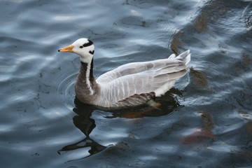 Cygne