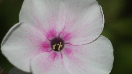 Fototapeta na wymiar Pink flowers