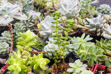 various types of succulent in flower pots in the greenhouse