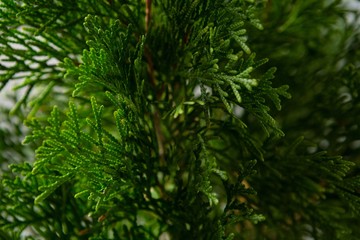 Close-up of christmas tree