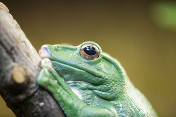 Frosch