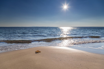 Sunny summer day and one starfish on the beach