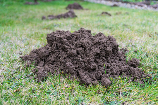 soil of a molehill in the garden