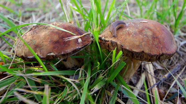 Dwa niesamowite podgrzybki znalezione na grzybobraniu, z ślimakiem na kapeluszu