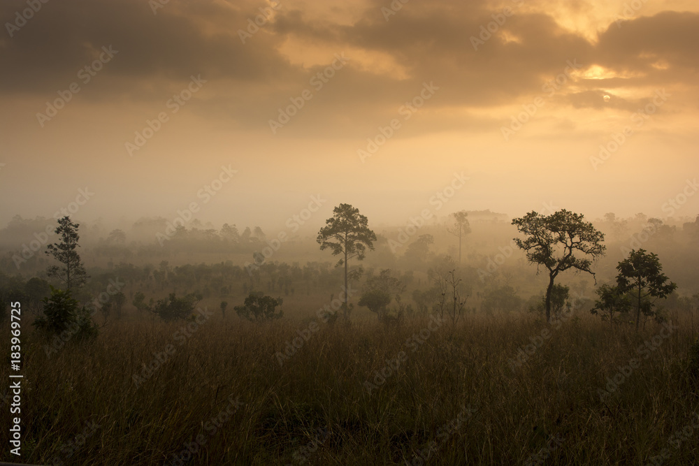 Wall mural Tropical forest sunset cloudy warm tone background.