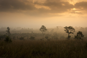 Fototapeta na wymiar Tropical forest sunset cloudy warm tone background.