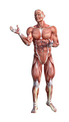 3D Rendering Male Anatomy Figure on White