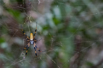 Golden Silk Spider In Everglades National Park