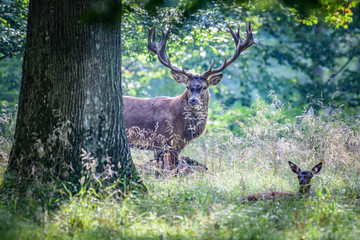 Red Deer Stags (Cervus elaphus)
