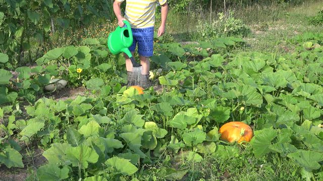 male farmer watering ripe vegetable pumpkin in ow eco garden. 