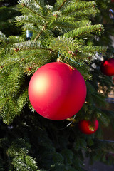 christbaumkugel, rot, weihnachten, winter, dezember, green, zweig, ast, tanne, fest, feier, weihnachten, kugel, ball, urlaub, christbaum, kalt, glas, germany, europe, christentum, religion, deko, fest