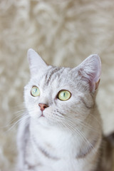 Shot of grey britain cat