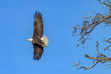 Bald Eagle Take Off