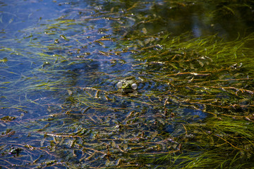 Frog in swamp