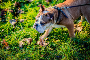 Dog walking in the park