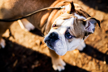 Dog walking in the park