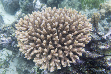 Beautiful acropora coral in the sea of Sulawesi