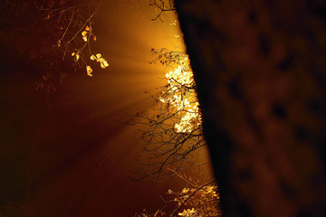 Street lamp behind a tree is shining to foggy in autumnal Blatenska street in czech Chomutov city at night