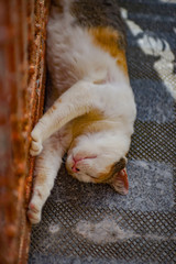 White brown cat sleep on the floor ,put both feet on the wall.
