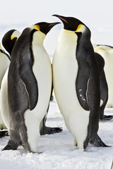 A couple of Emperor penguins(aptenodytes forsteri)colony on the ice of Davis sea,Antarctica