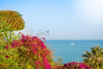 A view to Mediterranean sea, trees, gardens, palms and a white ship from a viewpoint covered with...