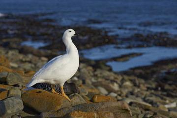 Pair of Kelp Geese (Chloephaga hybrida malvinarum) on the rocky coast of Sea Lion Island in the Falkland Islands.