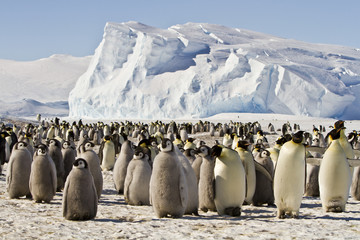 A colony of Emperor penguins(aptenodytes forsteri)colony on the ice of Davis sea,Eastern Antarctica