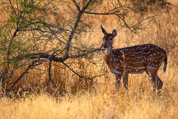 Naklejka na ściany i meble Spotted deer or Axis in national park Ranthambore