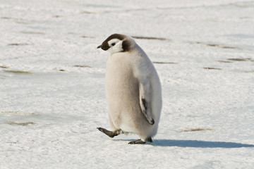 Plakat Chick the Emperor penguin(aptenodytes forsteri)colony on the ice of Davis sea,Eastern Antarctica