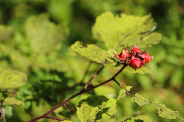 Little Red Flower Buds with Bright Green Leaves 