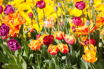 Beautiful tulips in the park. Spring concept.