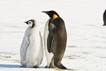 Chick the Emperor penguin(aptenodytes forsteri)colony on the ice of Davis sea,Eastern Antarctica