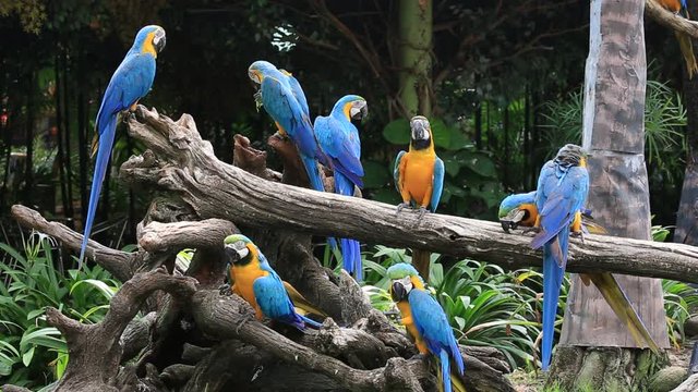 Blue and Yellow Macaw Parrot in nature, Thailand, close up