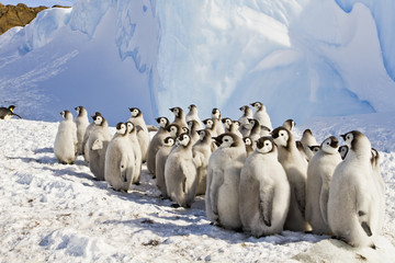 Chick the Emperor penguin(aptenodytes forsteri)colony on the ice of Davis sea,Eastern Antarctica