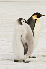Fototapeta na wymiar Chick the Emperor penguin(aptenodytes forsteri)colony on the ice of Davis sea,Eastern Antarctica