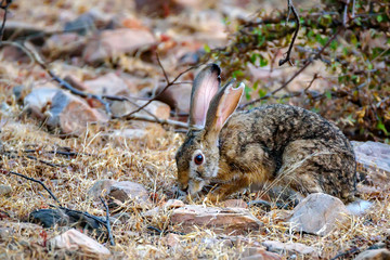 Indian hare or black-naped hare, Lepus nigricollis