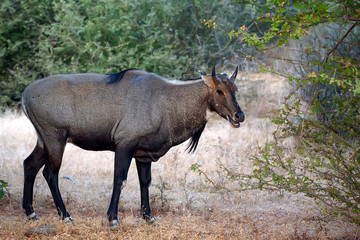 Wild Nilgai or Boselaphus tragocamelus