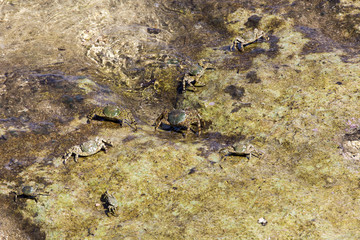 Group of crabs on the rocks