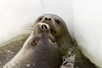 Weddell seal(leptonychotes weddellii)peeking out of hole in ice in the Davis sea,Eastern Antarctica