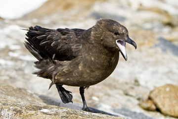 The lonnberg's Skua protects Chicks,Haswell island,East Antarctica